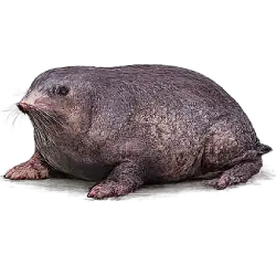 Saimaa Ringed Seal (Phoca hispida saimensis) featured animal image on AnimalDex