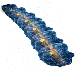 Salp animal lesson image on AnimalDex
