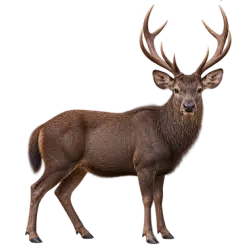 Sambar Deer (Rusa unicolor) thumbnail image on AnimalDex