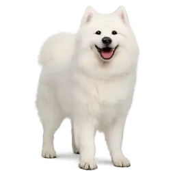 Samoyed animal lesson image on AnimalDex
