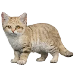 Sand Cat (Felis margarita) featured animal image on AnimalDex