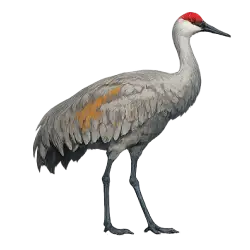 Sandhill Crane animal lesson on AnimalDex