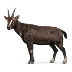 Saola (Pseudoryx nghetinhensis) featured animal image on AnimalDex