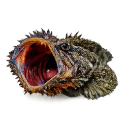 Sarcastic Fringehead (Neoclinus blanchardi) featured animal image on AnimalDex