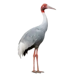 Sarus Crane (Antigone antigone) featured animal image on AnimalDex