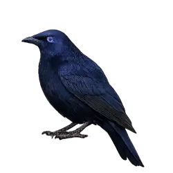 Satin Bowerbird (Ptilonorhynchus violaceus) featured animal image on AnimalDex