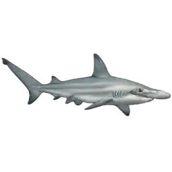 Scalloped Hammerhead (Sphyrna lewini) featured animal image on AnimalDex