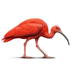 Scarlet Ibis (Eudocimus ruber) featured animal image on AnimalDex