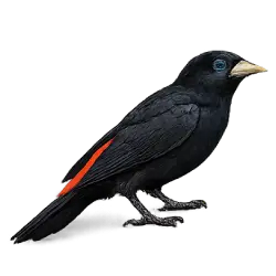 Scarlet-rumped Cacique (Cacicus uropygialis) featured animal image on AnimalDex