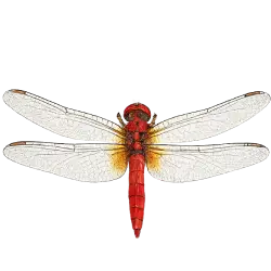 Scarlet Skimmer