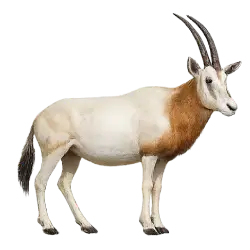 Scimitar-horned Oryx animal lesson image on AnimalDex