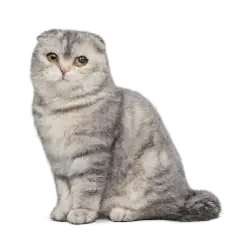 Scottish Fold animal lesson image on AnimalDex