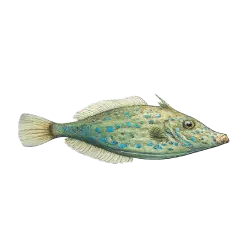 Scrawled Filefish animal lesson on AnimalDex