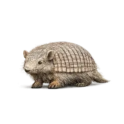 Screaming Hairy Armadillo animal lesson image on AnimalDex