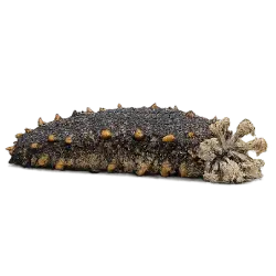 Sea Cucumber (Holothuroidea) featured animal image on AnimalDex