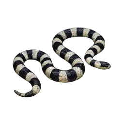 Sea Krait (Laticauda colubrina) featured animal image on AnimalDex