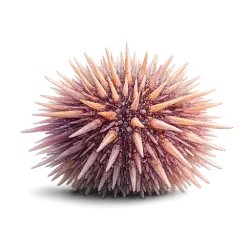 Sea Urchin animal lesson image on AnimalDex