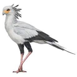 Secretarybird animal lesson image on AnimalDex