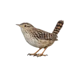Sedge Wren (Cistothorus stellaris) featured animal image on AnimalDex