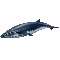 Sei Whale (Balaenoptera borealis) thumbnail image on AnimalDex