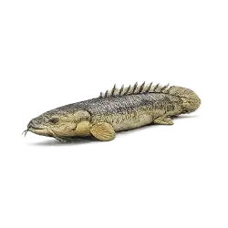 Senegal Bichir (Polypterus senegalus) featured animal image on AnimalDex