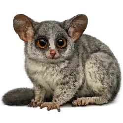 Senegal Bushbaby (Galago senegalensis) featured animal image on AnimalDex