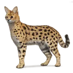 Serval (Leptailurus serval) featured animal image on AnimalDex