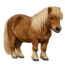 Shetland Pony animal lesson image on AnimalDex