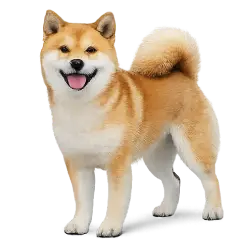 Shiba Inu animal lesson image on AnimalDex