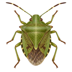 Shield & Stink Bug (Pentatomoidea) thumbnail image on AnimalDex