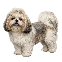 Shih Tzu animal lesson image on AnimalDex