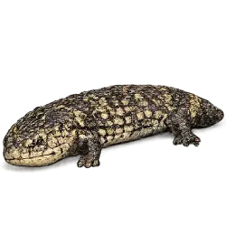 Shingleback Skink (Tiliqua rugosa) featured animal image on AnimalDex