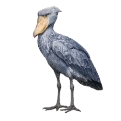 Shoebill (Balaeniceps rex) featured animal image on AnimalDex