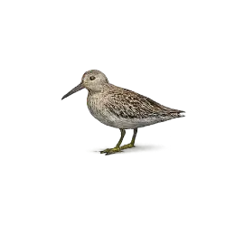 Short-billed Dowitcher (Limnodromus griseus) featured animal image on AnimalDex