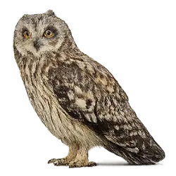 Short-eared Owl (Asio flammeus) featured animal image on AnimalDex