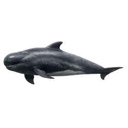 Short-finned Pilot Whale animal lesson image on AnimalDex