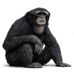 Siamang (Symphalangus syndactylus) featured animal image on AnimalDex
