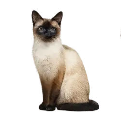 Siamese Cat animal lesson image on AnimalDex