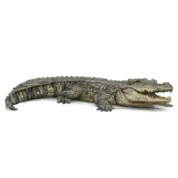 Siamese Crocodile (Crocodylus siamensis) featured animal image on AnimalDex