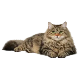 Siberian Cat (Felis catus) featured animal image on AnimalDex