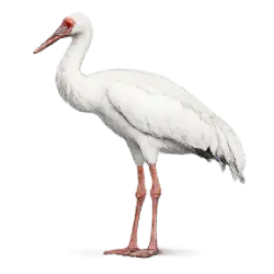Siberian Crane (Leucogeranus leucogeranus) featured animal image on AnimalDex