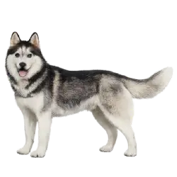 Siberian Husky animal lesson image on AnimalDex