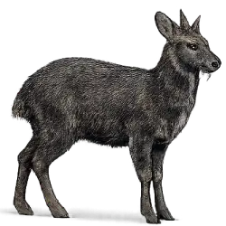 Siberian Musk Deer animal lesson image on AnimalDex