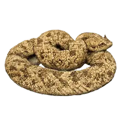 Sidewinder (Crotalus cerastes) featured animal image on AnimalDex