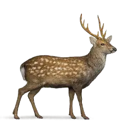 Sika Deer (Cervus nippon) featured animal image on AnimalDex