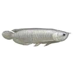 Silver Arowana (Osteoglossum bicirrhosum) featured animal image on AnimalDex