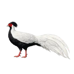 Silver Pheasant
