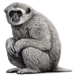 Silvery Gibbon animal lesson image on AnimalDex