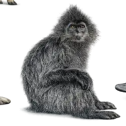 Silvery Lutung (Trachypithecus cristatus) featured animal image on AnimalDex