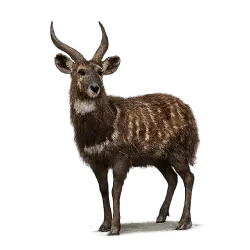 Sitatunga (Tragelaphus spekii) featured animal image on AnimalDex